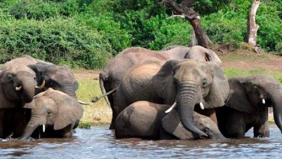 خطير : فيل يقتل امرأتين ويصيب 4