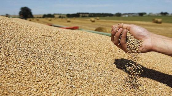 المغرب يخفض رسوم استيراد القمح ابتداء من فاتح أكتوبر