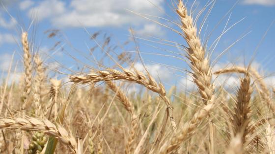 روسيا تمنح السودان 20 ألف طن من القمح