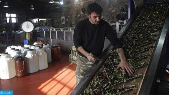 إنتاج زيت الزيتون في إيطاليا تحت رحمة بكتيريا قاتلة