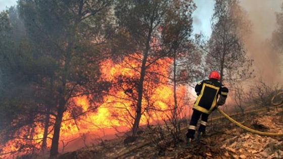 مندوبية الغابات: الحرائق التهمت أزيد من 200 هكتار منذ بداية 2019