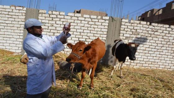 “أونسا”: تلقيح أزيد من 15.5 مليون رأس من الماشية ضد الأمراض المعدية
