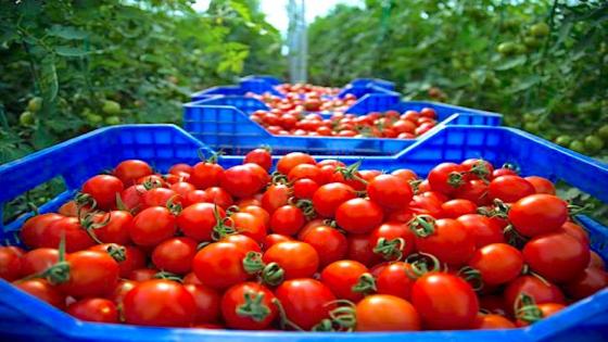 المغرب الخامس عالميا في تصدير “الطماطم”.. والوجهة الأولى فرنسا