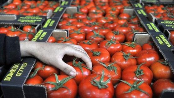 لتخفيض أسعار الطماطم…المغرب يتجه نحو تقليص الحصة المخصصة للتصدير